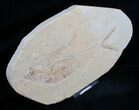 Diplomystus Fossil Fish - Wyoming #5491-2